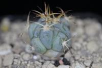 Echinocactus horizonthalonius PD 67.jpg